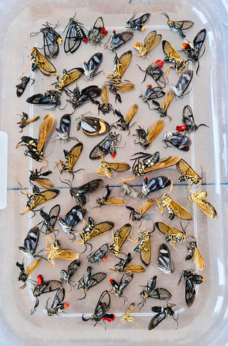 100 mixed arctiidae - 100,