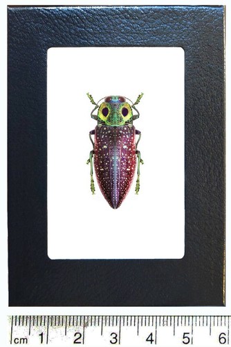 Lampropepla rothschildi green